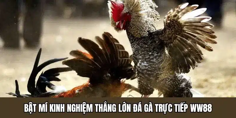 Bật mí kinh nghiệm thắng lớn đá gà trực tiếp WW88