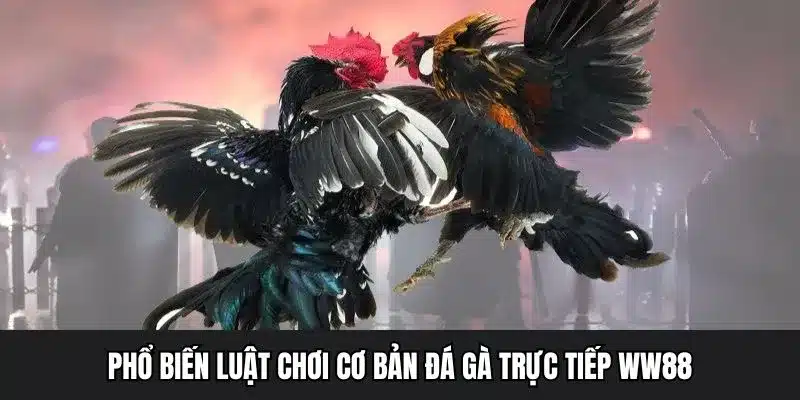 Phổ biến luật chơi cơ bản đá gà trực tiếp WW88
