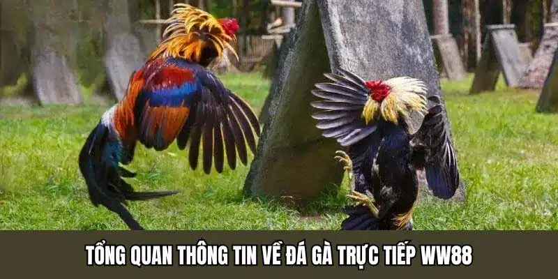 Tổng quan thông tin về đá gà trực tiếp WW88